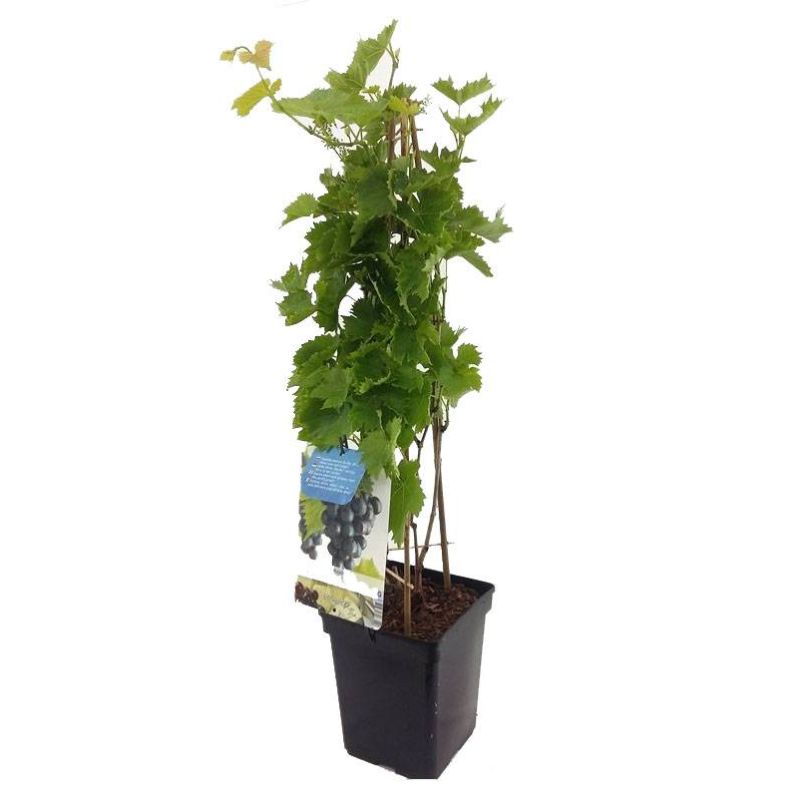 Vitis vinifera 'Muscat Blue' Blauwe druif