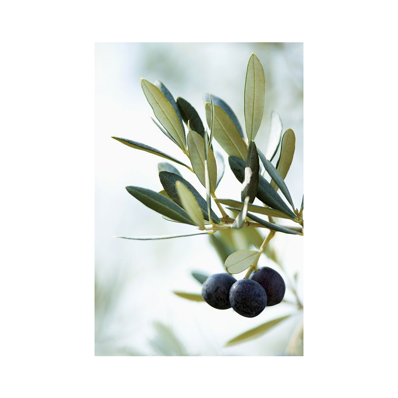 Olea Europaea mini bonsai
