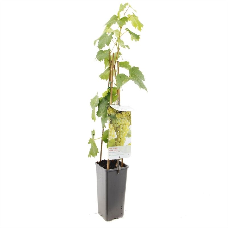 Vitis vinifera 'Solaris' Witte druif