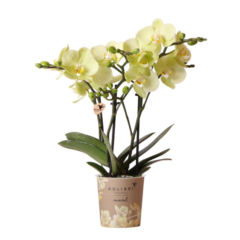 Phalaenopsis Mineral Mexico