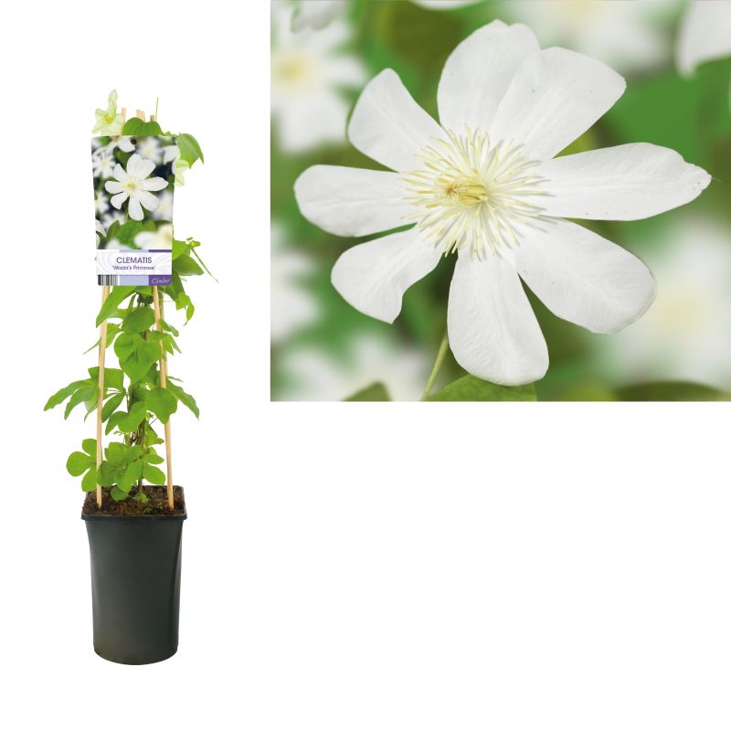 Clematis Wadas Primrose