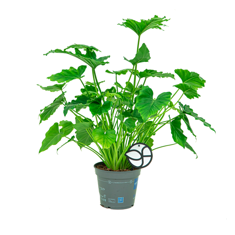 Philodendron Shangri-La Botany