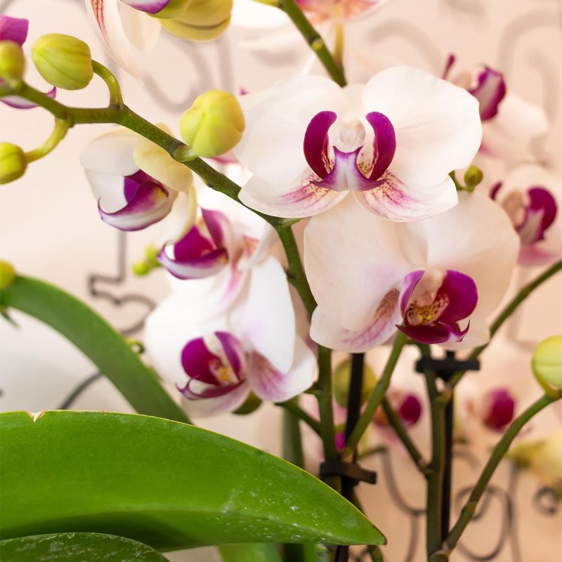 Phalaenopsis Mineral Gibraltar
