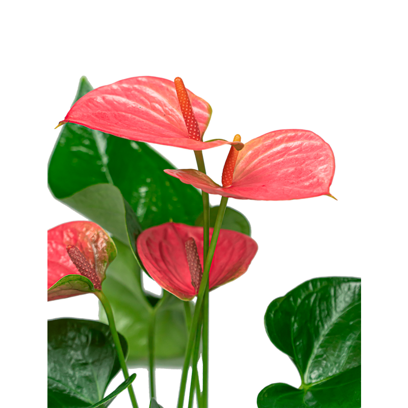 Anthurium roze in Vera pot