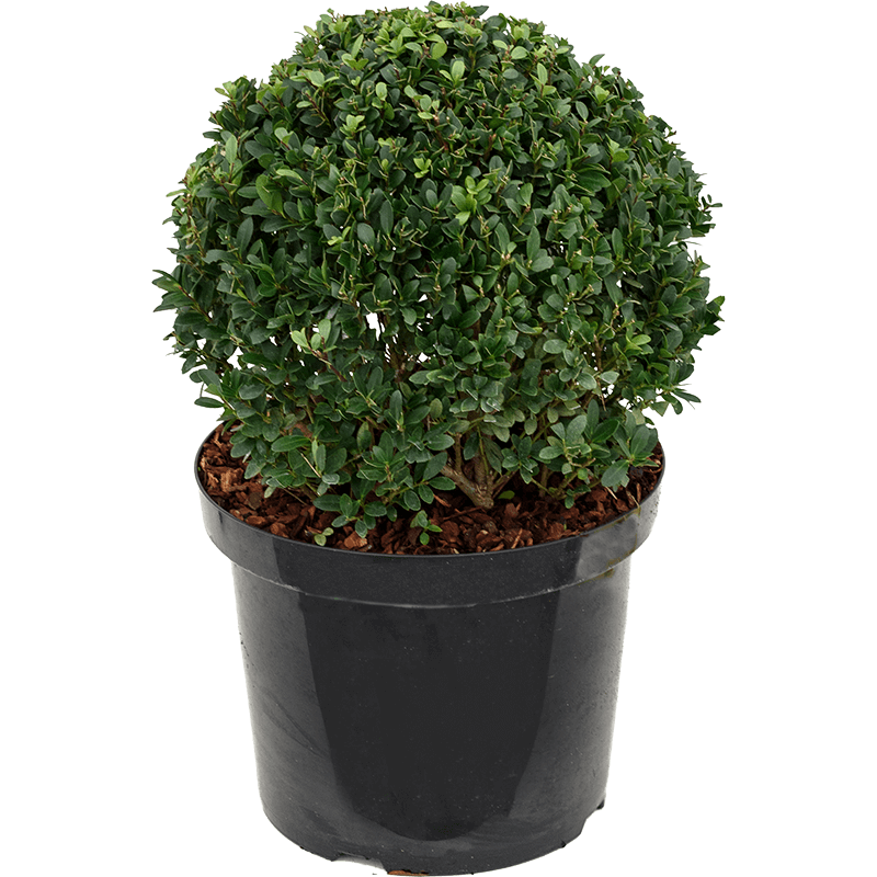 Ilex Crenata bol