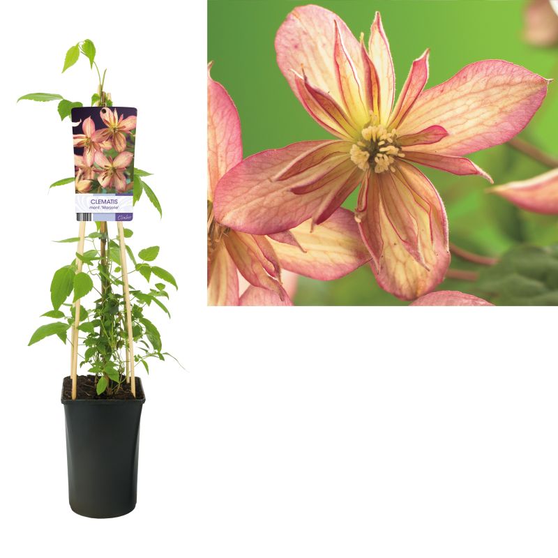 Clematis montana 'Marjorie'