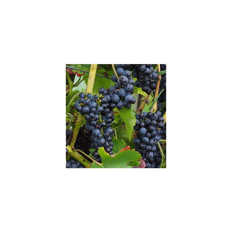 Vitis vinifera 'Black Alicante' Blauwe druif
