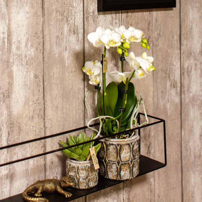 Phalaenopsis Mineral wit