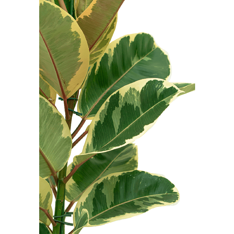 Ficus Elastica Tineke - hydrocultuur