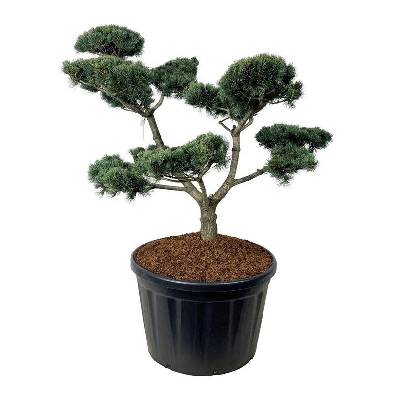 Pinus Parviflora Negishi - bonsai