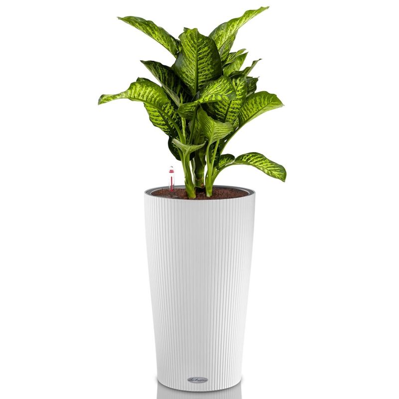 Dieffenbachia Maroba in watergevende Cilindro wit