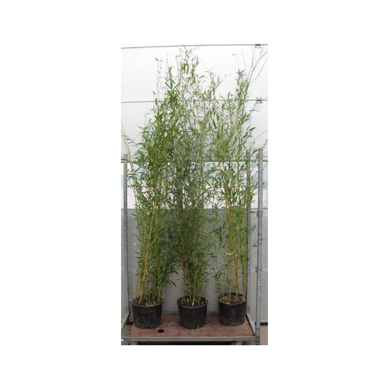 Phyllostachys aureosulcata 'Aureocaulis'