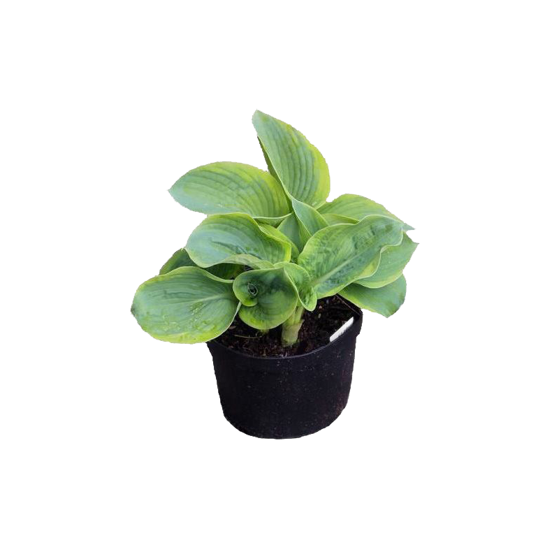 Hosta sieboldiana 'Frances Williams'