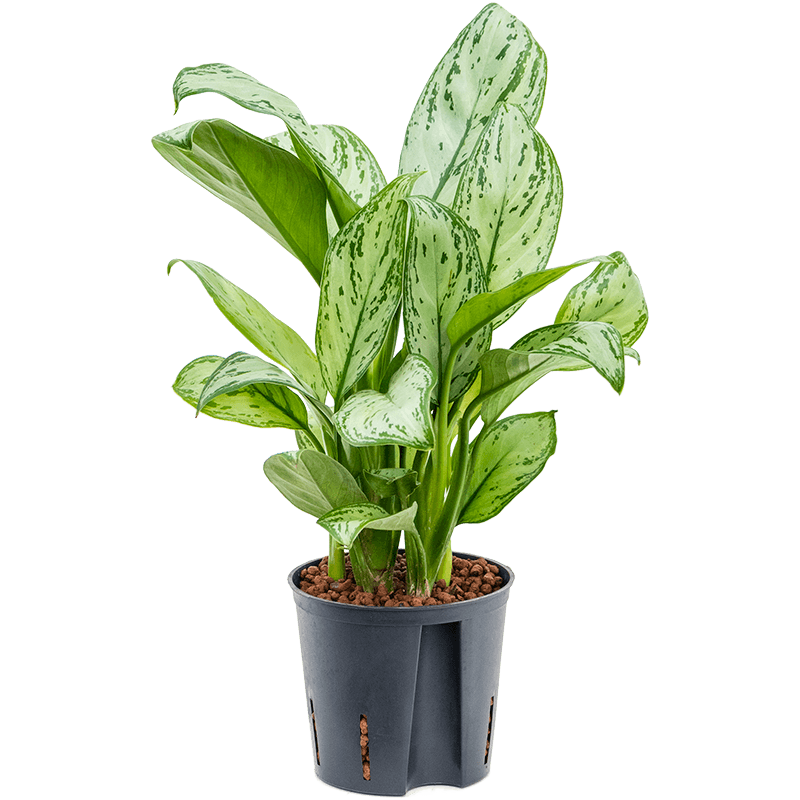 Aglaonema Christina