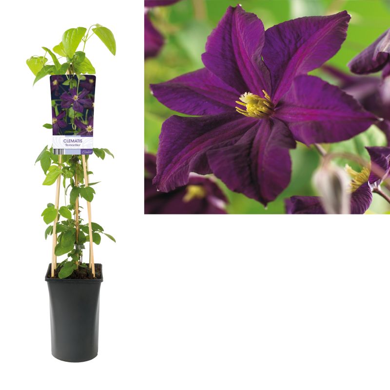 Clematis Romantika