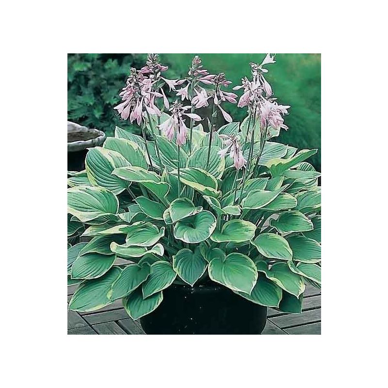 Hosta fortunei 'Aureomarginata'