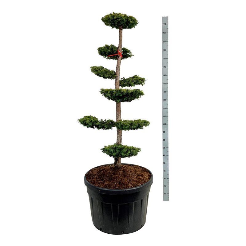 Taxus Dovastonii Aurea - bonsai