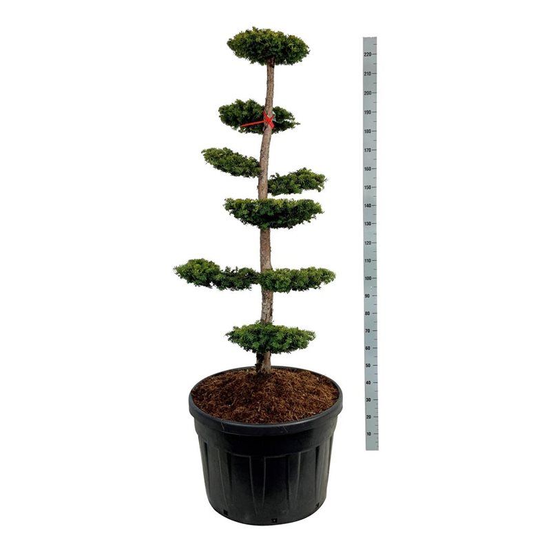 Taxus baccata 'Dovastonii Aurea' - bonsai