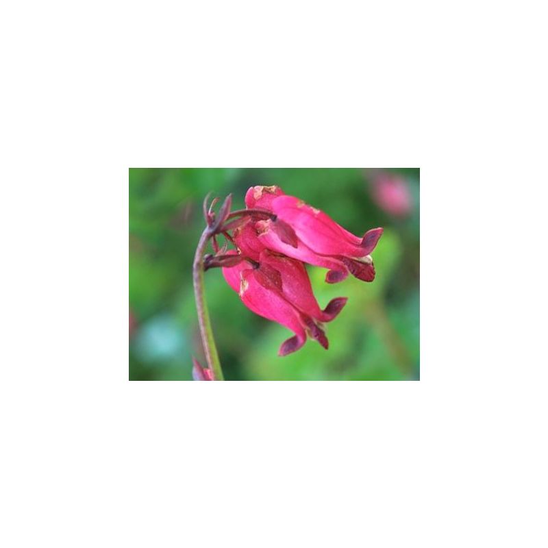 Dicentra formosa 'Adrian Bloom'