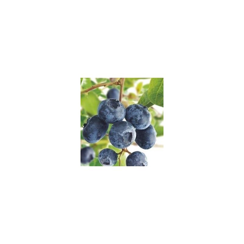 Vaccinium corymbosum 'Jersey'