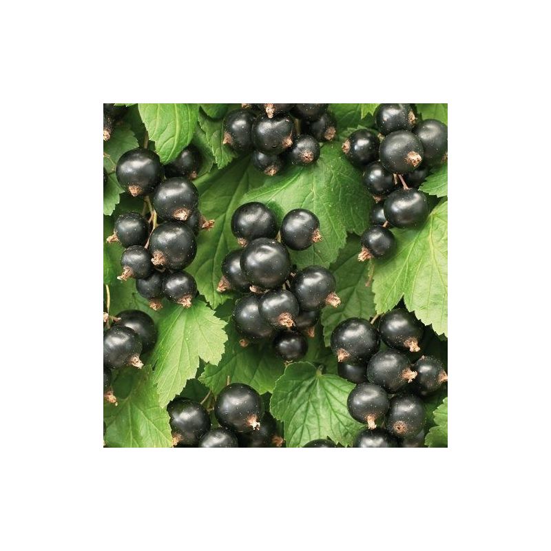 Ribes nigrum 'Ben Nevis'