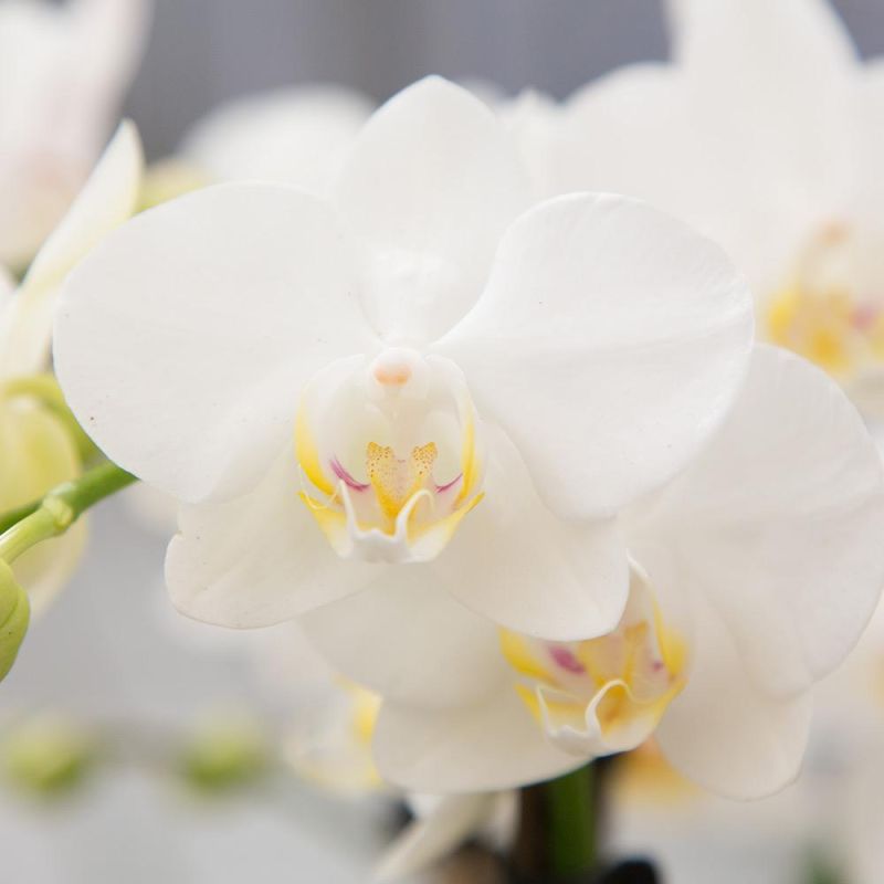 Phalaenopsis Blossom Lausanne