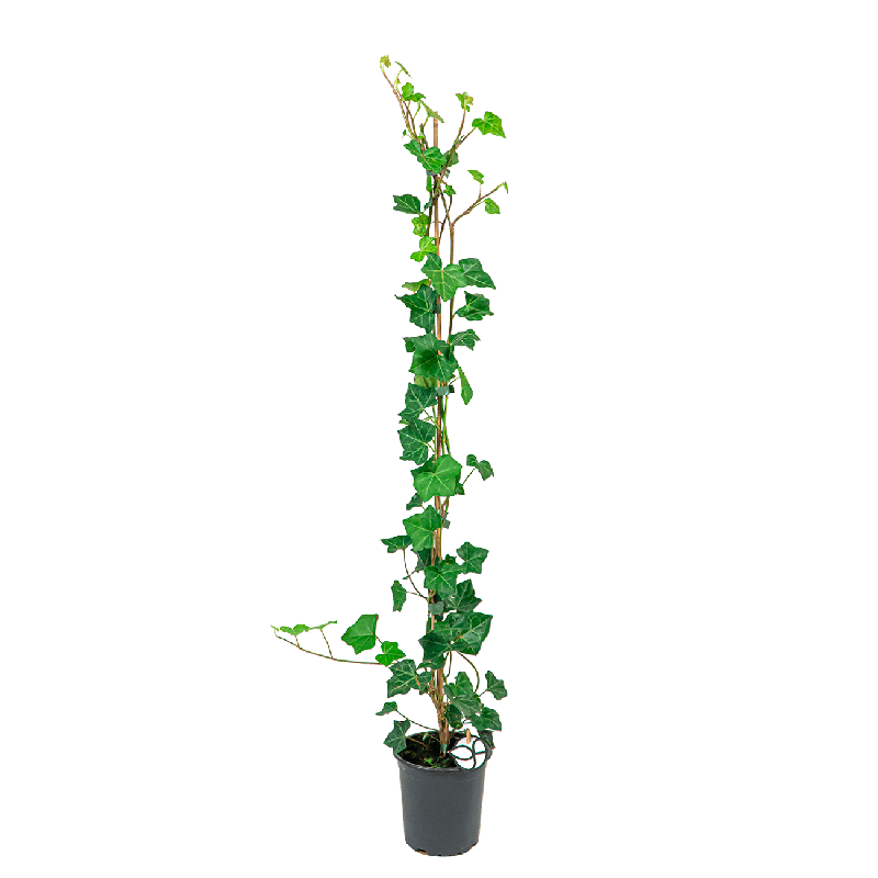 Hedera hibernica