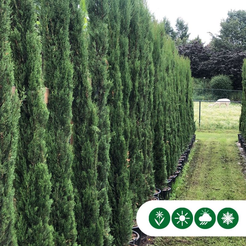 Cupressus Pyramidalis