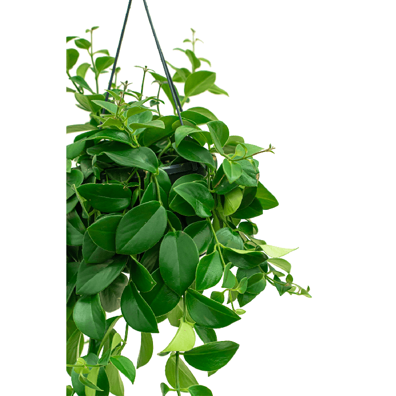 Aeschynanthus Mona Lisa