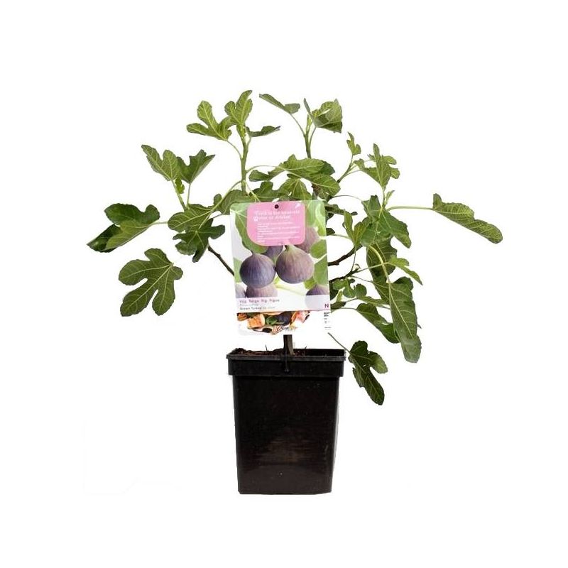 Ficus carica 'Brown Turkey' Vijgenboom