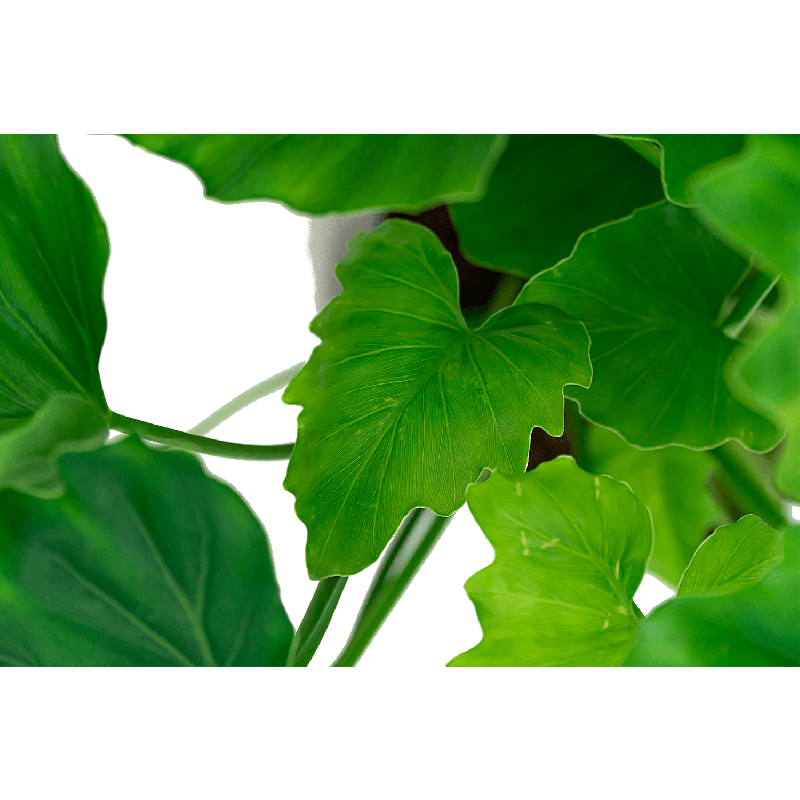 Philodendron Shangri-La Botany