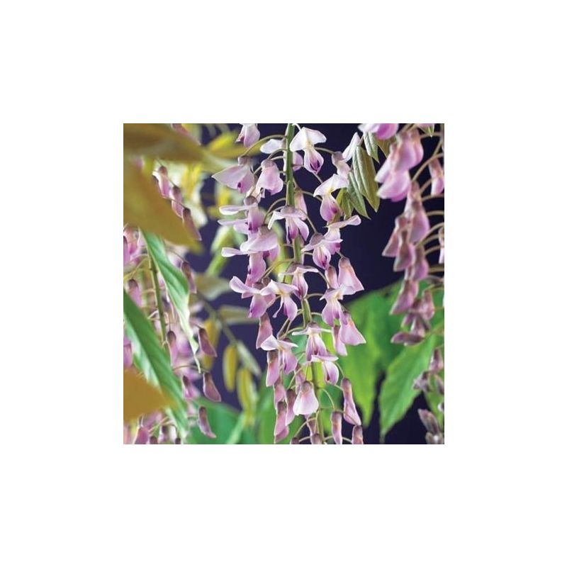 Wisteria floribunda 'Rosea'