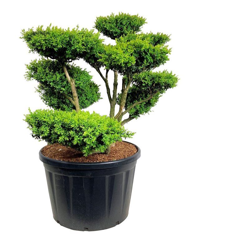 Buxus sempervirens - bonsai