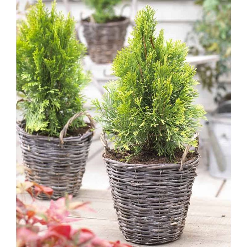 Thuja occidentalis 'Smaragd'