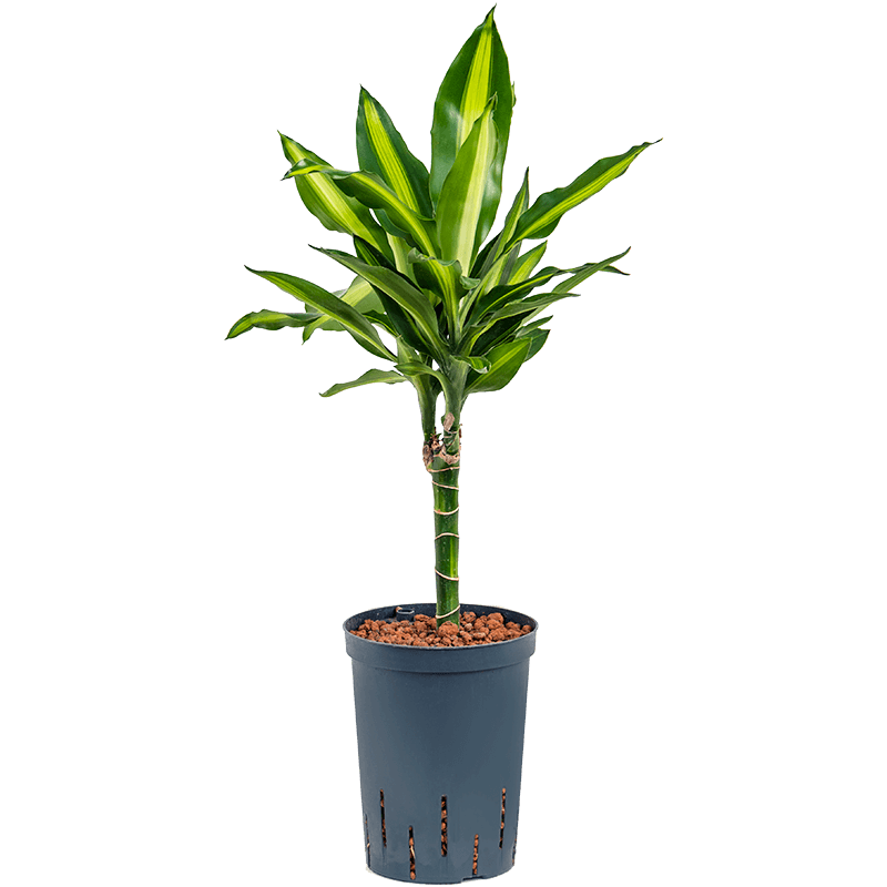 Dracaena Cintho