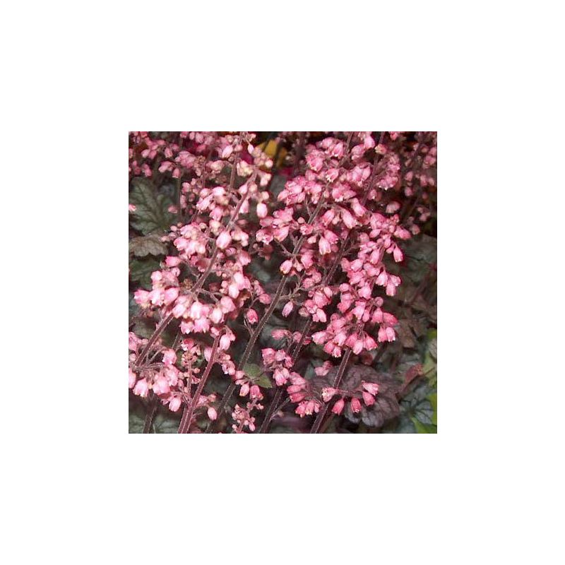 Heuchera 'Regina'