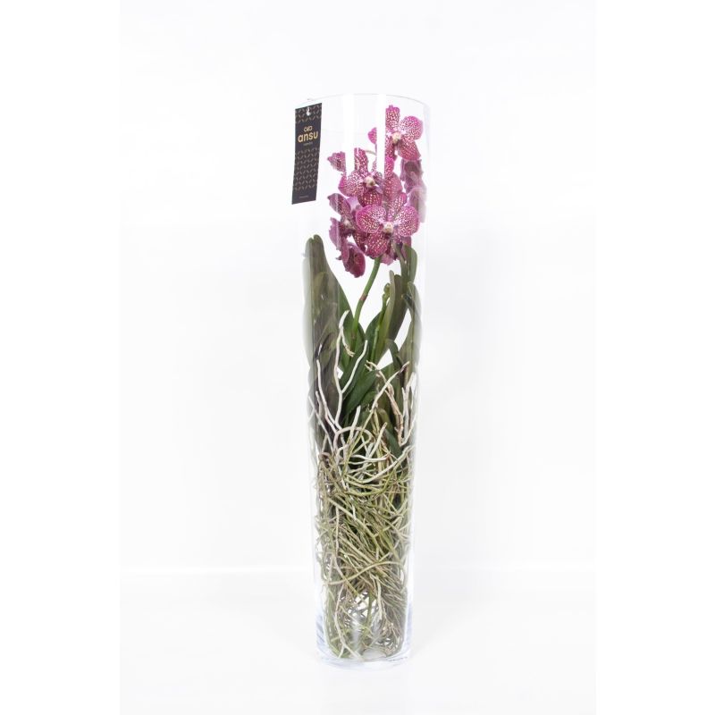 Vanda Orchidee rood in vaas