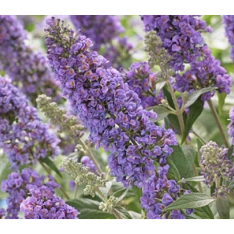 Buddleja Davidii Tricolor