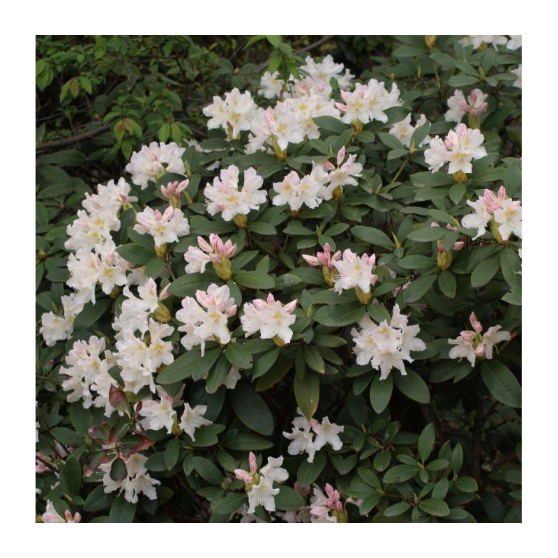 Rhododendron 'Cunningham's White'