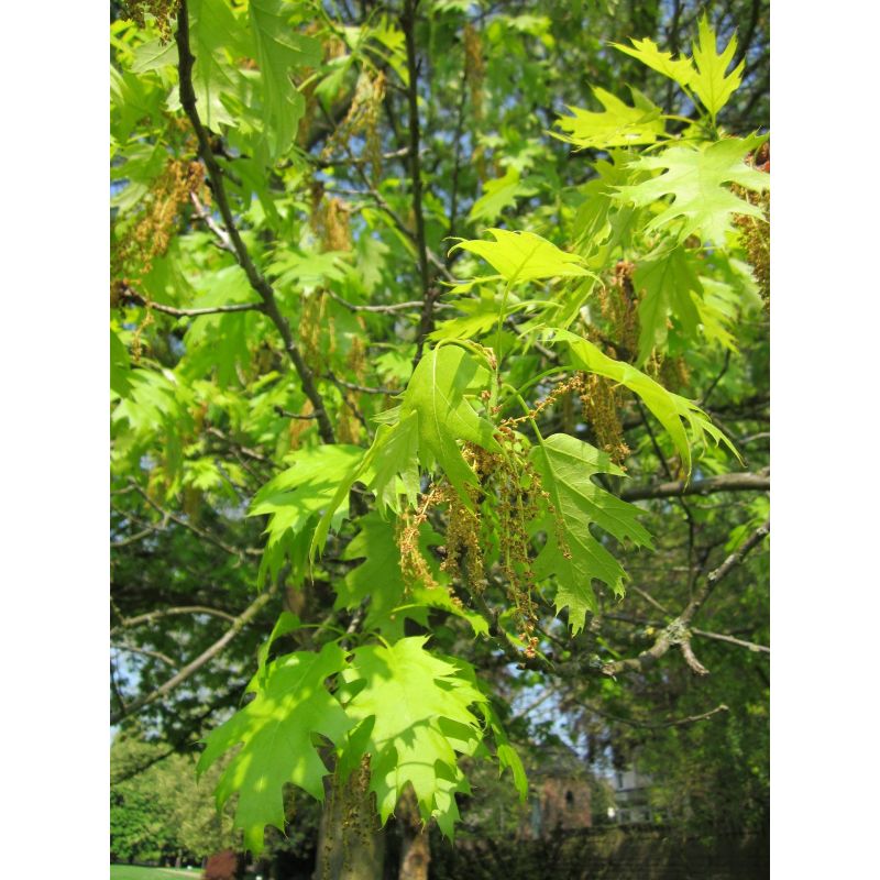 Quercus coccinea