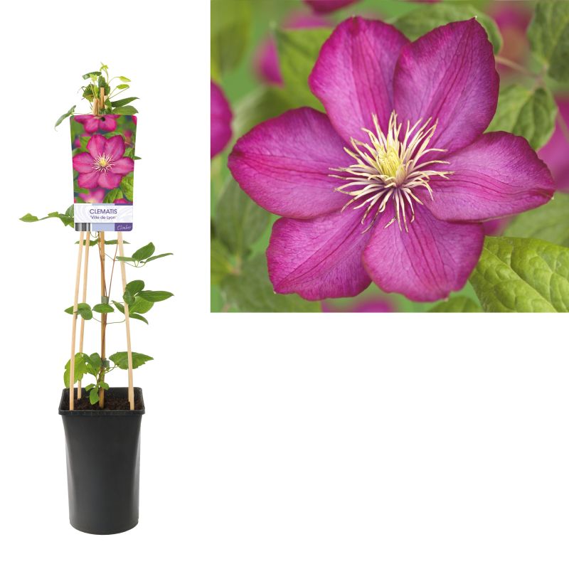 Clematis patens 'Ville de Lyon'