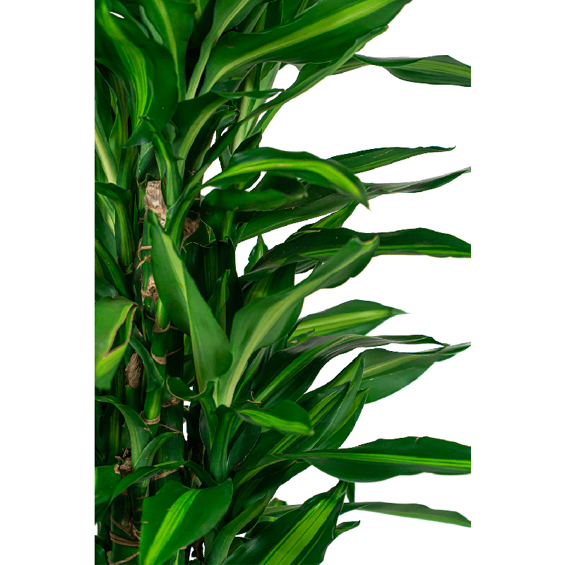 Dracaena Cintho vertakt