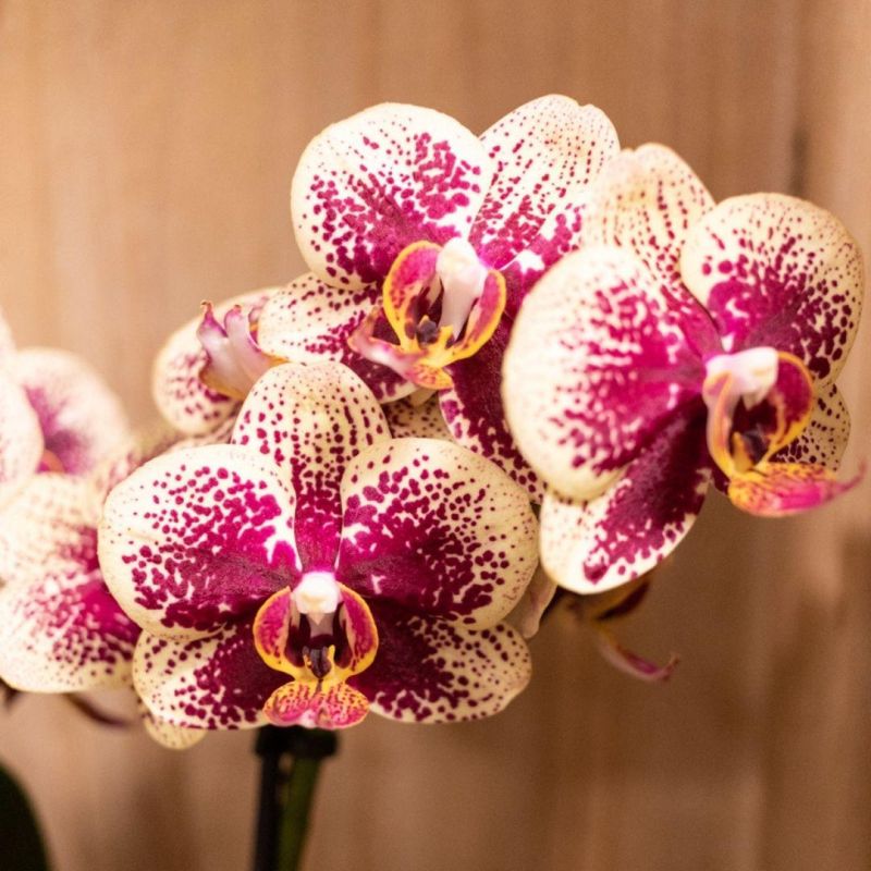 Phalaenopsis Diamond rood