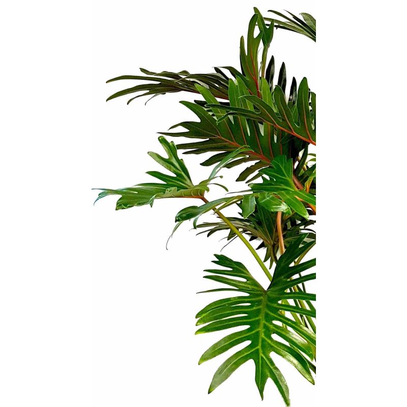 Philodendron Xantal Roots