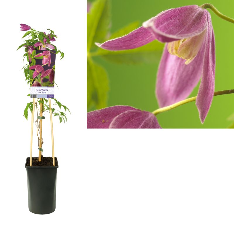 Clematis alpina 'Ruby'