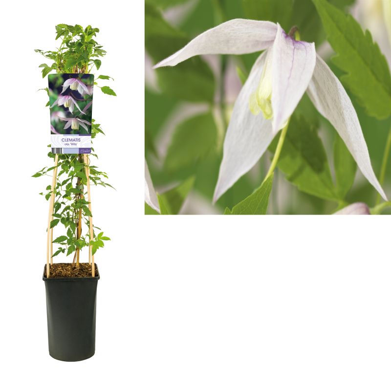 Clematis Willy