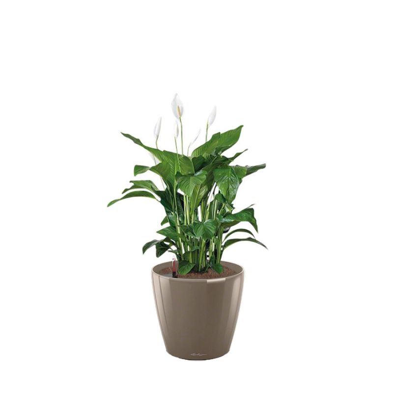 Spathiphyllum in watergevende Classico taupe