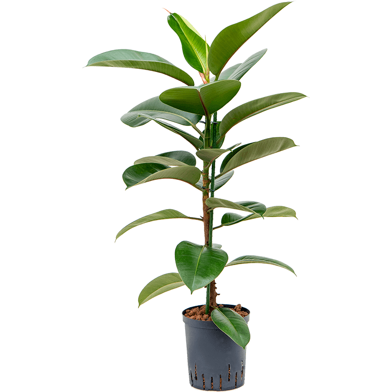 Ficus Elastica Robusta 
