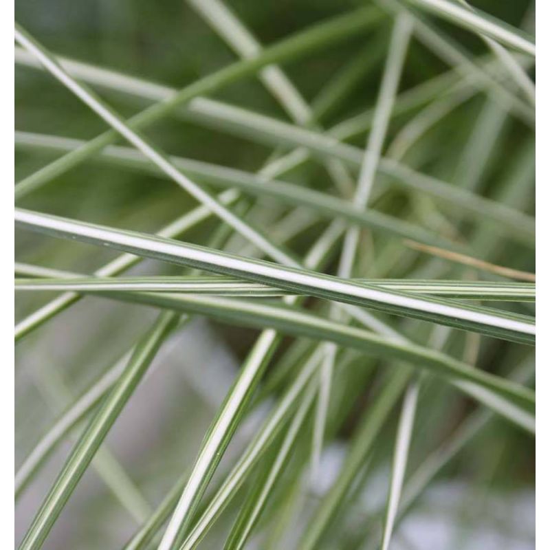 Pennisetum alopecuroides 'Little Honey'
