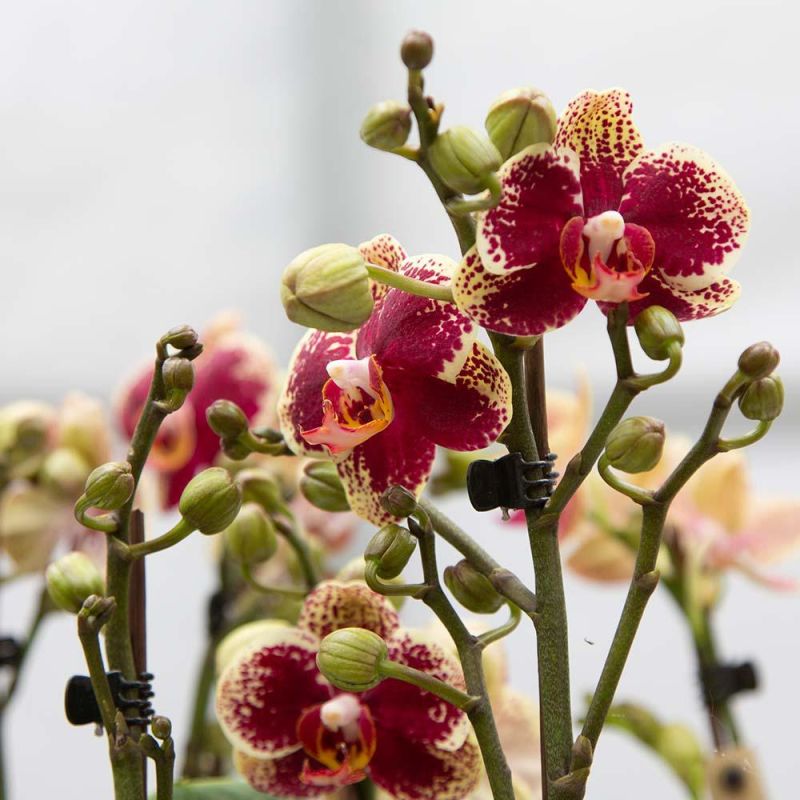 Phalaenopsis Diamond rood